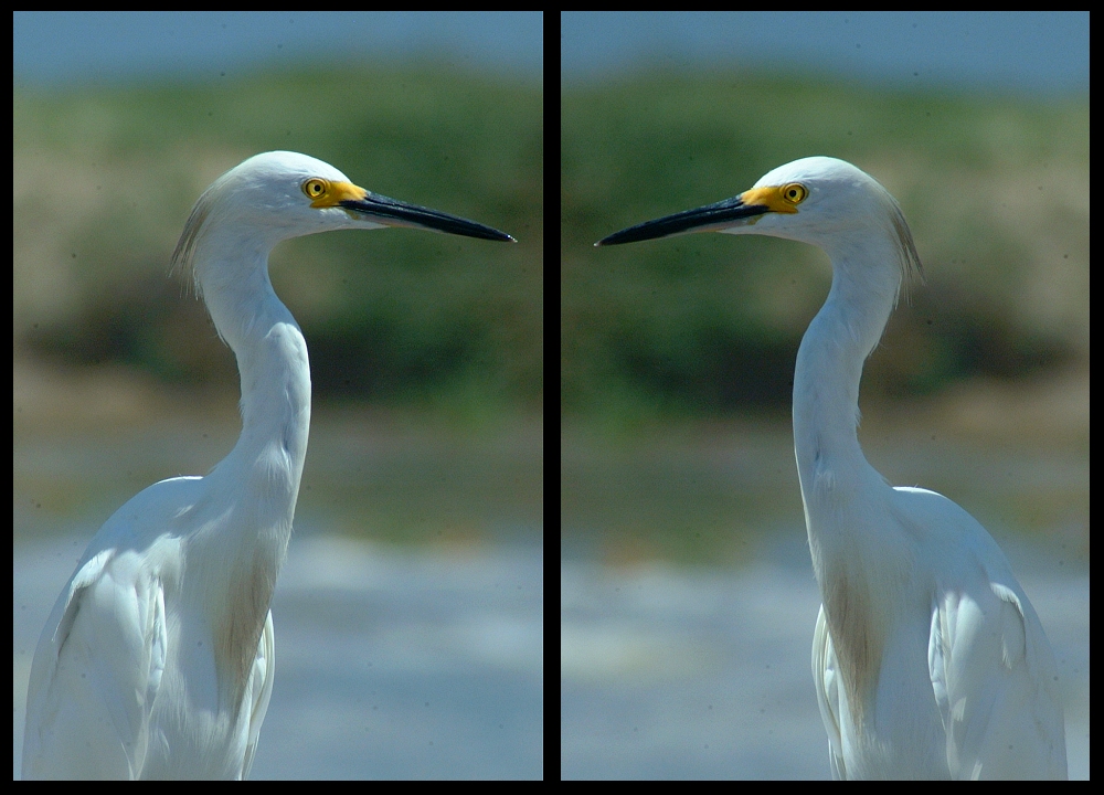 (24) egret montage.jpg   (1000x720)   428 Kb                                    Click to display next picture